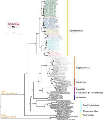 Transcriptome Profiling Revealed Multiple rquA Genes in the Species of Spirostomum (Protozoa: Ciliophora: Heterotrichea)